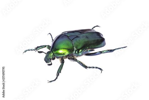Green beetle on white background closeup.