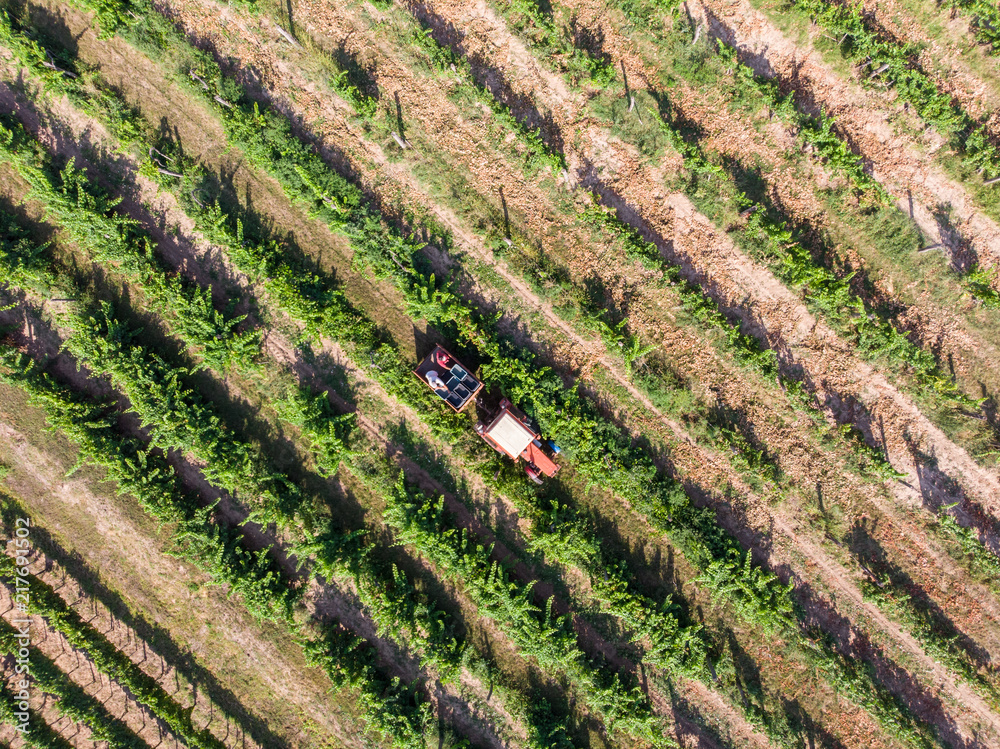 Tractor in vineyard Tractor in vineyard