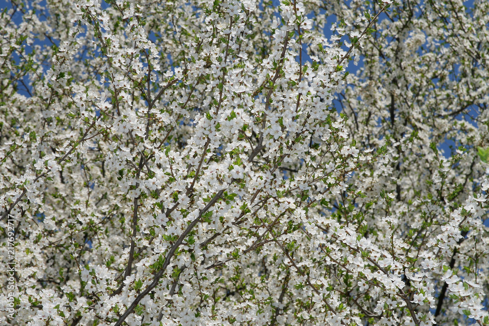Spring Spring