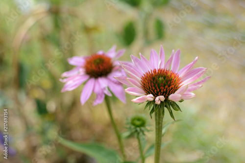 Two echinacea flowers with pale pink petals