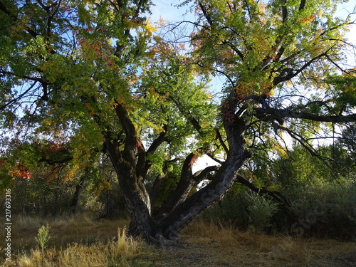 Fall Tree