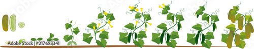 Life cycle of cucumber plant. Stages of growth from seed and sprout to adult plant with fruits