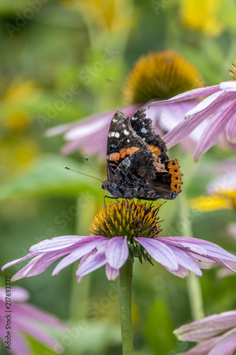 Photography butterfly of the order Lepidoptera