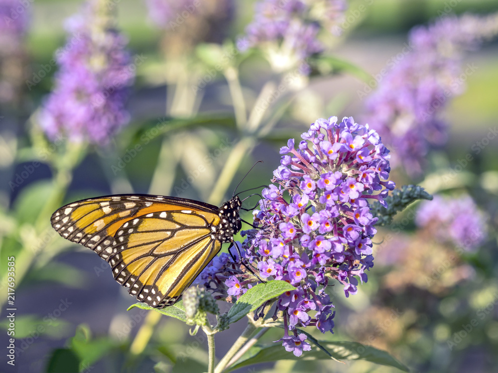 monarch butterfly (Danaus plexippus) monarch butterfly (Danaus plexippus)