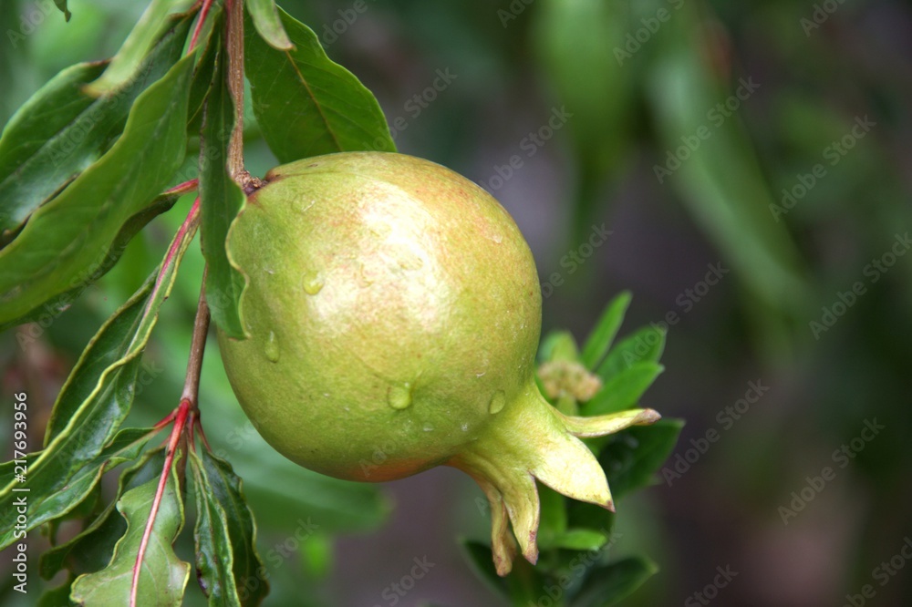 Green raw Pomegranate fruit hanging on the trees in the garden, with a natural background. Green raw Pomegranate fruit hanging on the trees in the garden, with a natural background.