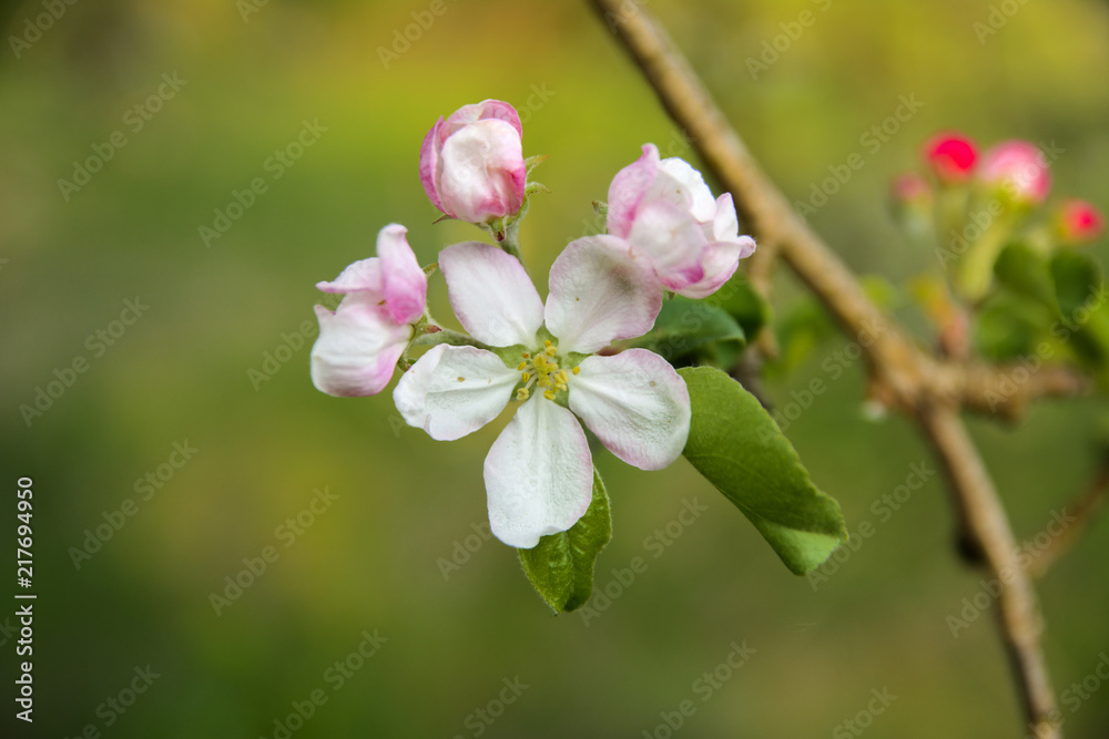 Fototapeta premium Soft focus Apple blossom or white apple tree flower on a tree branch against a blue sky background. Shallow depth of field. Focus on the center of a flower still life