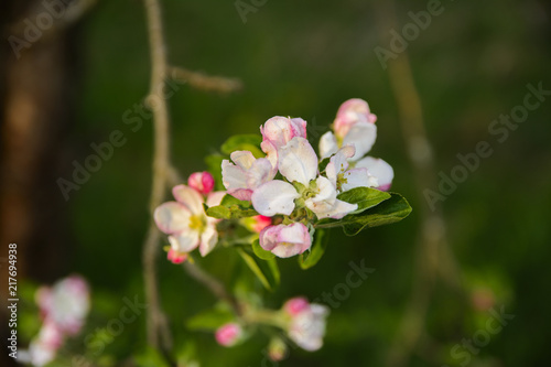 Soft focus Apple blossom or white apple tree flower on a tree branch against a blue sky background. Shallow depth of field. Focus on the center of a flower still life
