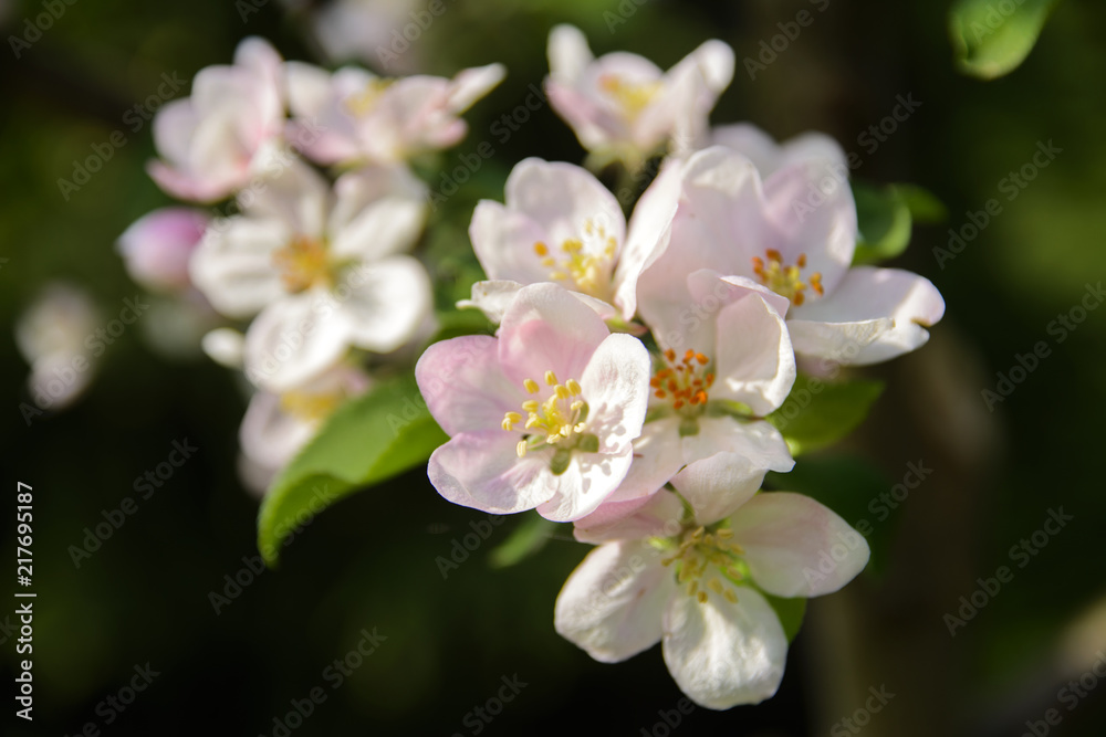 Soft focus Apple blossom or white apple tree flower on a tree branch against a blue sky background. Shallow depth of field. Focus on the center of a flower still life Soft focus Apple blossom or white apple tree flower on a tree branch against a blue sky background. Shallow depth of field. Focus on the center of a flower still life