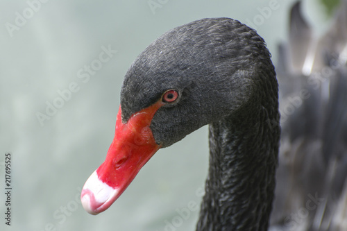 A graceful black swan floats in a lake with muddy water .. A bright bird with a beautiful red beak close-up on a blurred background. Shallow depth of field.