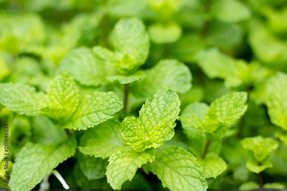 peppermint leaves
