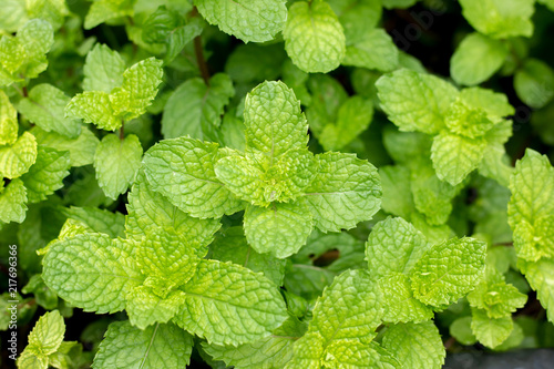 peppermint leaves