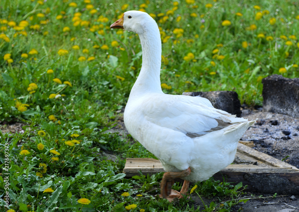 Obraz premium A large homemade white goose grazes on a background of green grass with yellow dandelions.