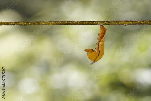 Mature caterpillar of common lascar butterfly ( Pantoporia hordonia ) walking on host plant twig photo