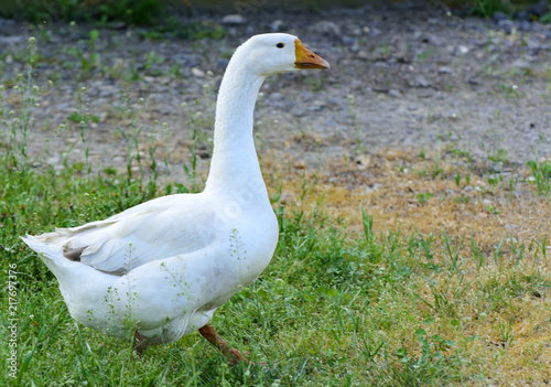 A large homemade white goose grazes on a background of green grass with yellow dandelions.