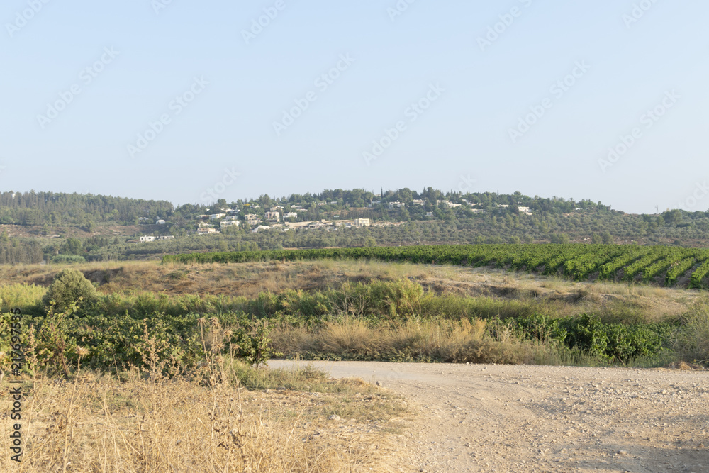 vineyard israel