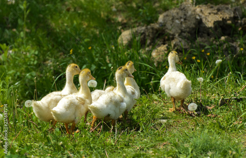 Small domestic white ducklings graze on a background of green grass with yellow dandelions.