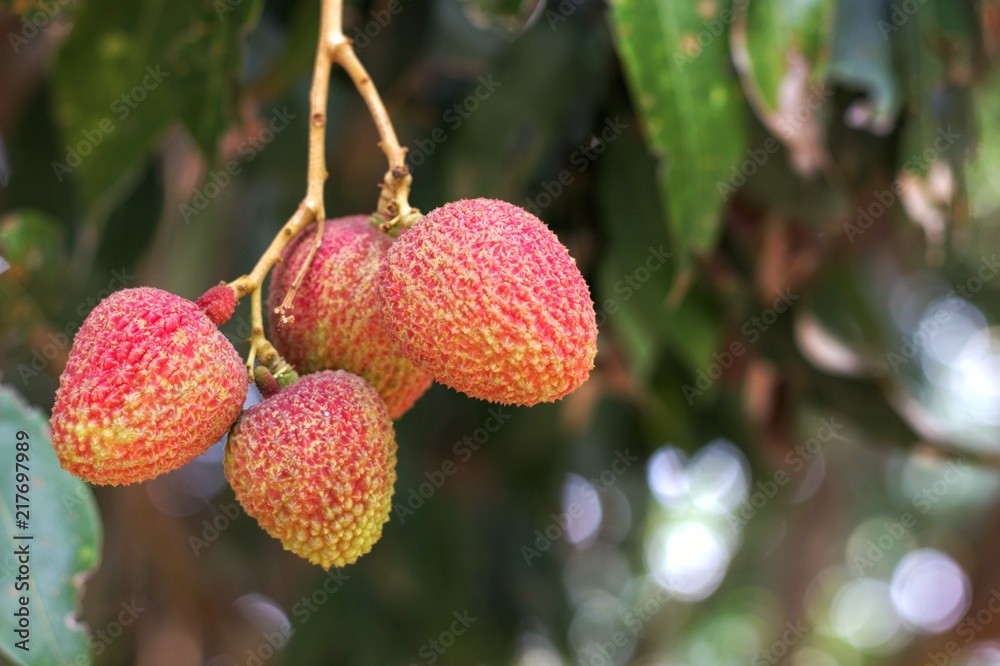 Lychee, Lichi (scientific name Litchi chinensis Sonn.) Fruit on tree