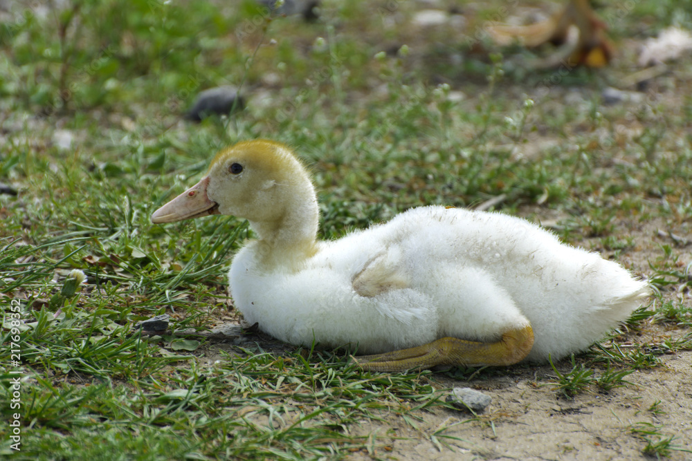 Small domestic white ducklings graze on a background of green grass with yellow dandelions. Small domestic white ducklings graze on a background of green grass with yellow dandelions.