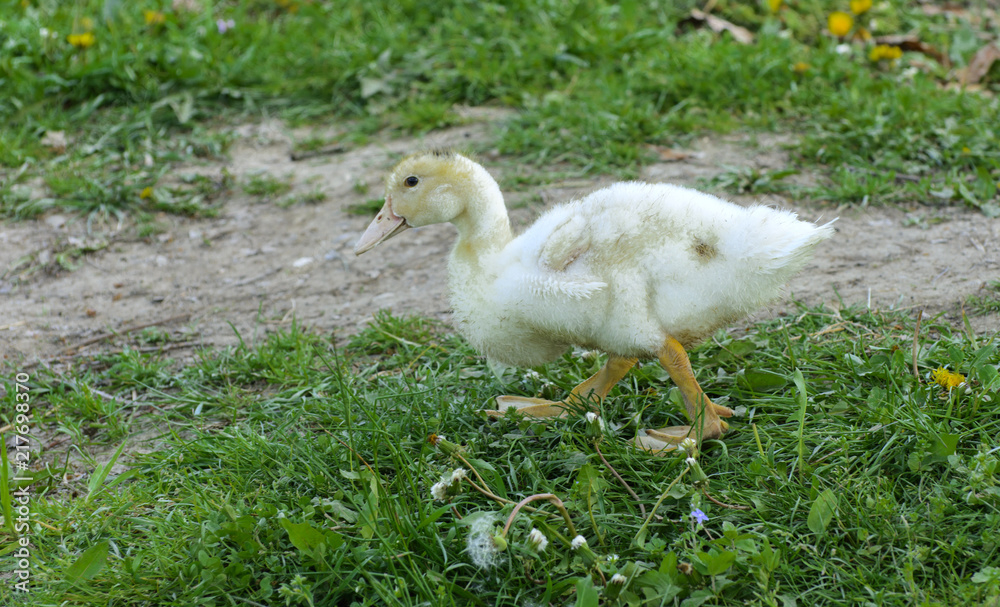 Small domestic white ducklings graze on a background of green grass with yellow dandelions. Small domestic white ducklings graze on a background of green grass with yellow dandelions.