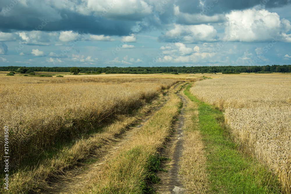 Country road through rape and wheat fields