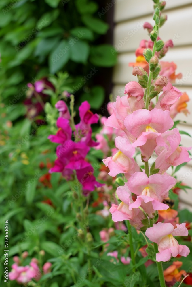 Pink snapdragon flowers in the garden Pink snapdragon flowers in the garden