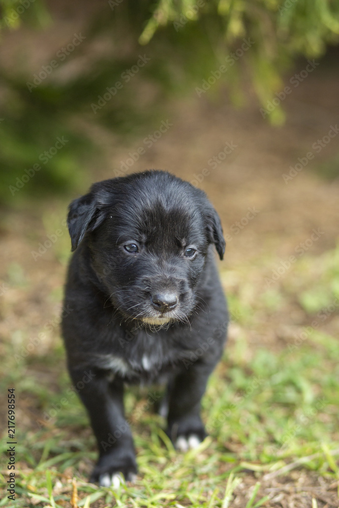 Obraz premium Puppies Playing in Garden