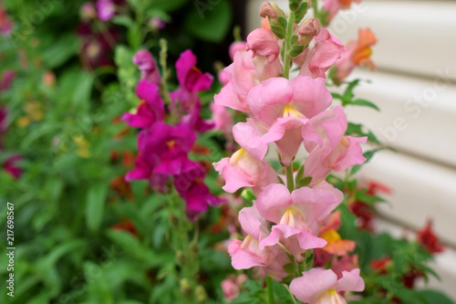 Pink snapdragon flowers in the garden