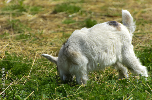 A goat kid walks through the farm on a yellow straw background. Original black and white color of a small goat.