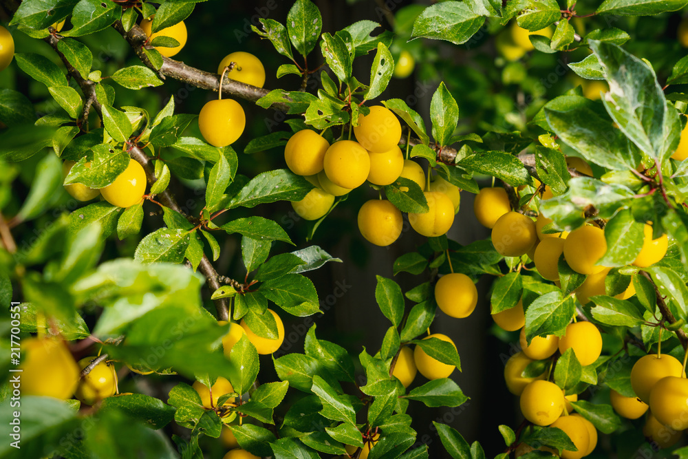 background from a bush with yellow delicious plums in the summer