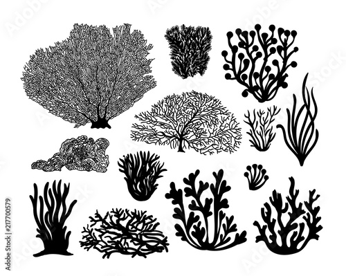 Set of sea corals and seaweed black silhouette. Vector illustration. Isolated on white background