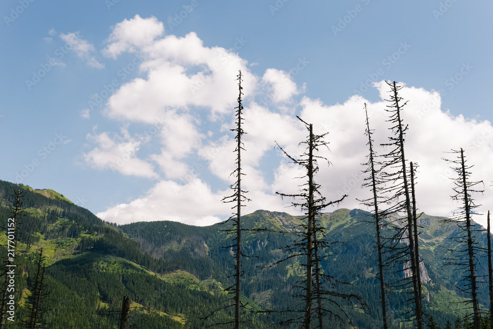 Obraz premium FOREST IN THE MOUNTAIN