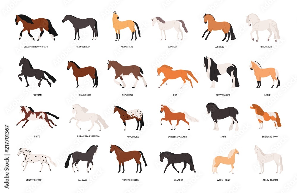 Collection of horses of various breeds isolated on white background ...