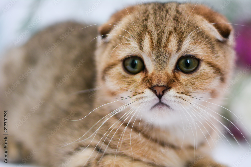 kitten cat scottish straight, lop-eared fluffy, animal kitten cat scottish straight, lop-eared fluffy, animal