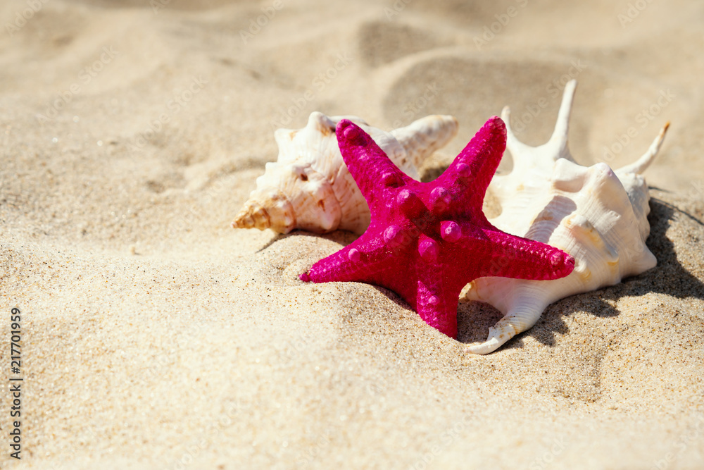 holiday background with shells and star on the beach sand in summer holiday background with shells and star on the beach sand in summer