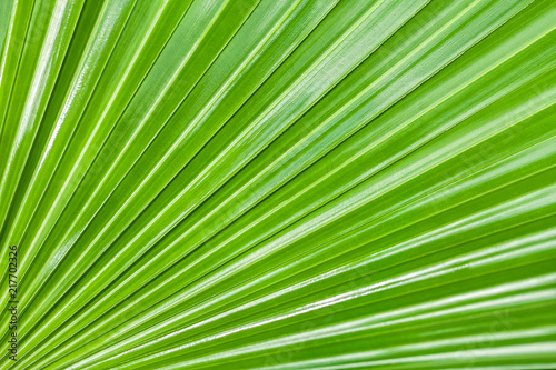 Green nature background, texture big leaf of a tropical palm