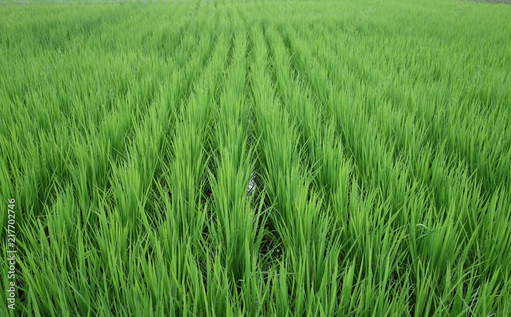 7月の田んぼ