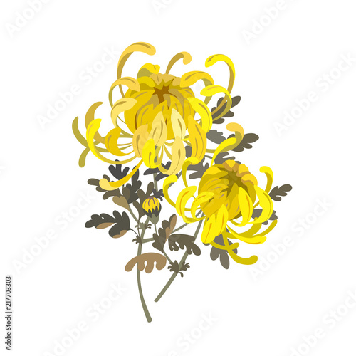 Chrysanthemum flowers. Floral bouquet design. Yellow chrysanthemum illustration