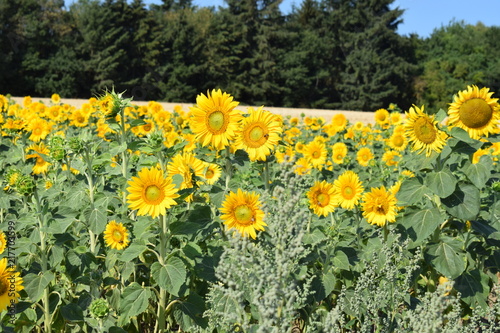 Sonnenblumen in voller Blüte photo