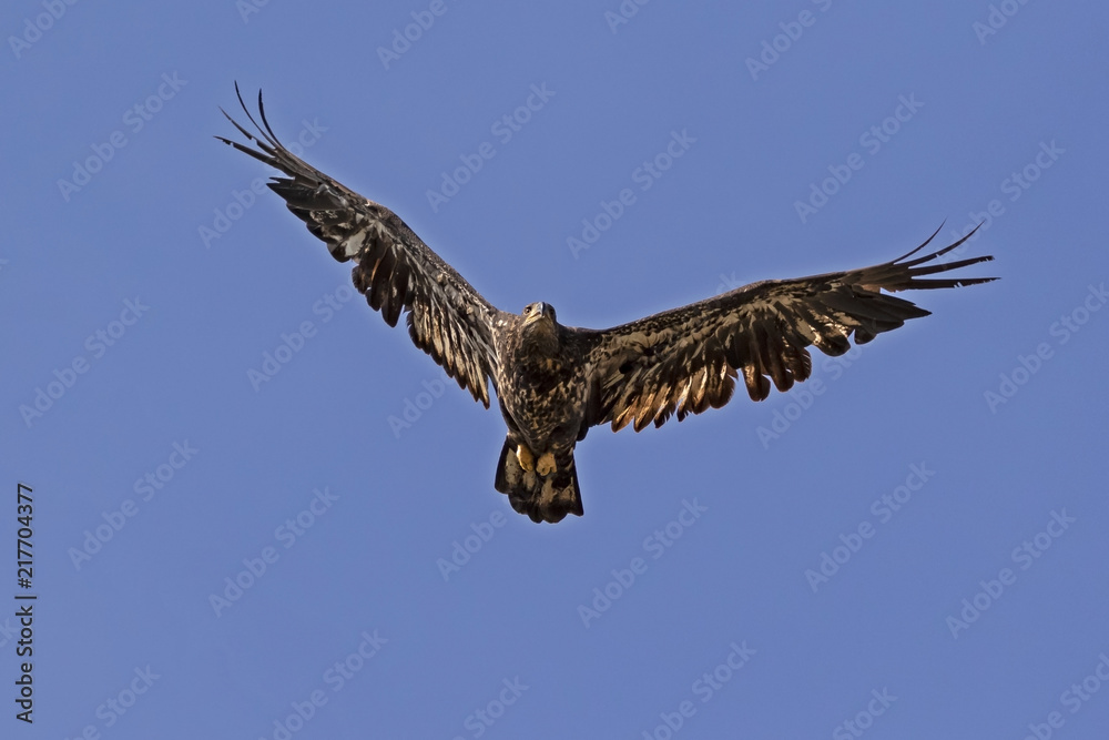 Bird juvenile bald eagle flying in California sky Bird juvenile bald eagle flying in California sky