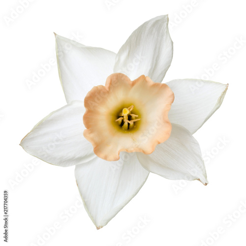 Flower of a daffodil with a delicate beige center isolated on white background.