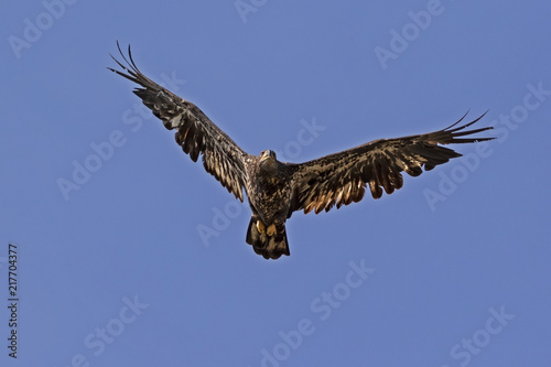 Bird juvenile bald eagle flying in California sky