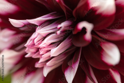 Fototapeta Naklejka Na Ścianę i Meble -  Head of purple and white dahlia closeup. Flower backround.