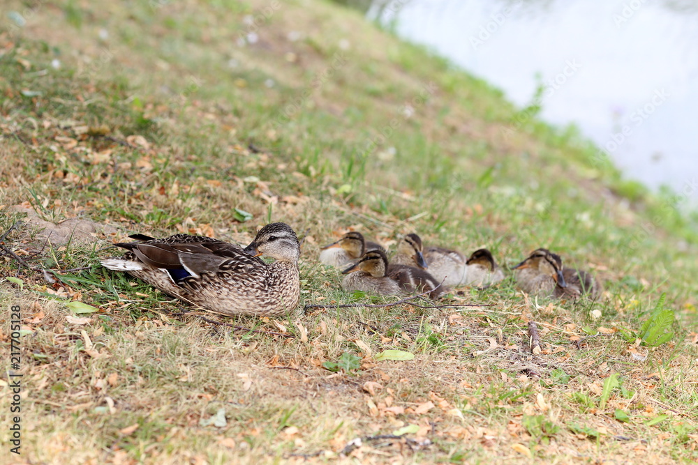 Duck and ducklings rest on the shore. Selective focus. Duck and ducklings rest on the shore. Selective focus.