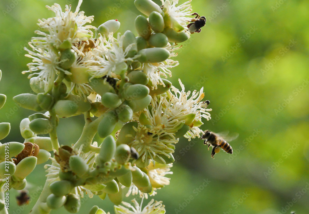 The bee is flying to finding some food The bee is flying to finding some food