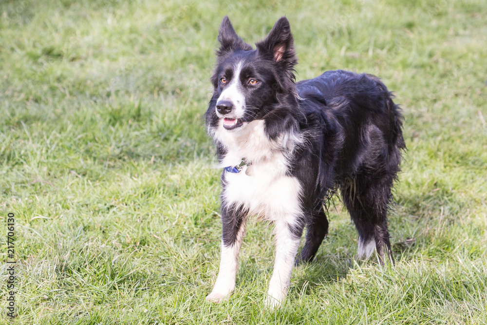 Portrait of border collie dog living in Belgium Portrait of border collie dog living in Belgium