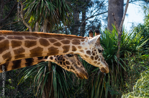 Portrait image of a Rothschilds giraffe  an endangered subspecies.
