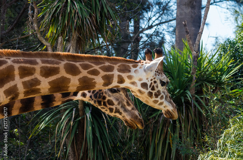 Portrait image of a Rothschilds giraffe, an endangered subspecies. photo