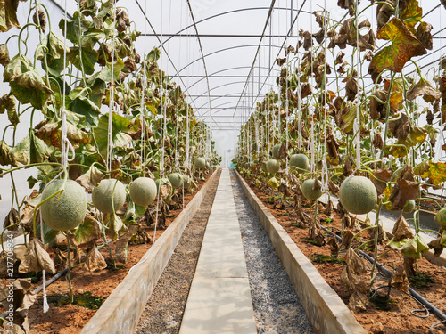 The organic melon farm was attack by disease photo