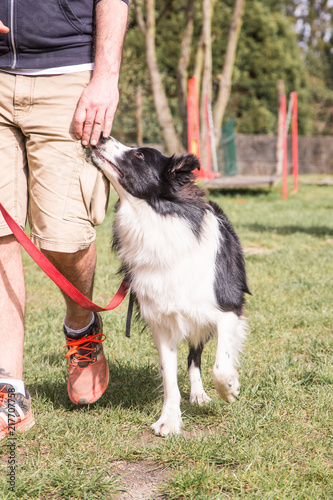 Portrait of border collie dog living in Belgium