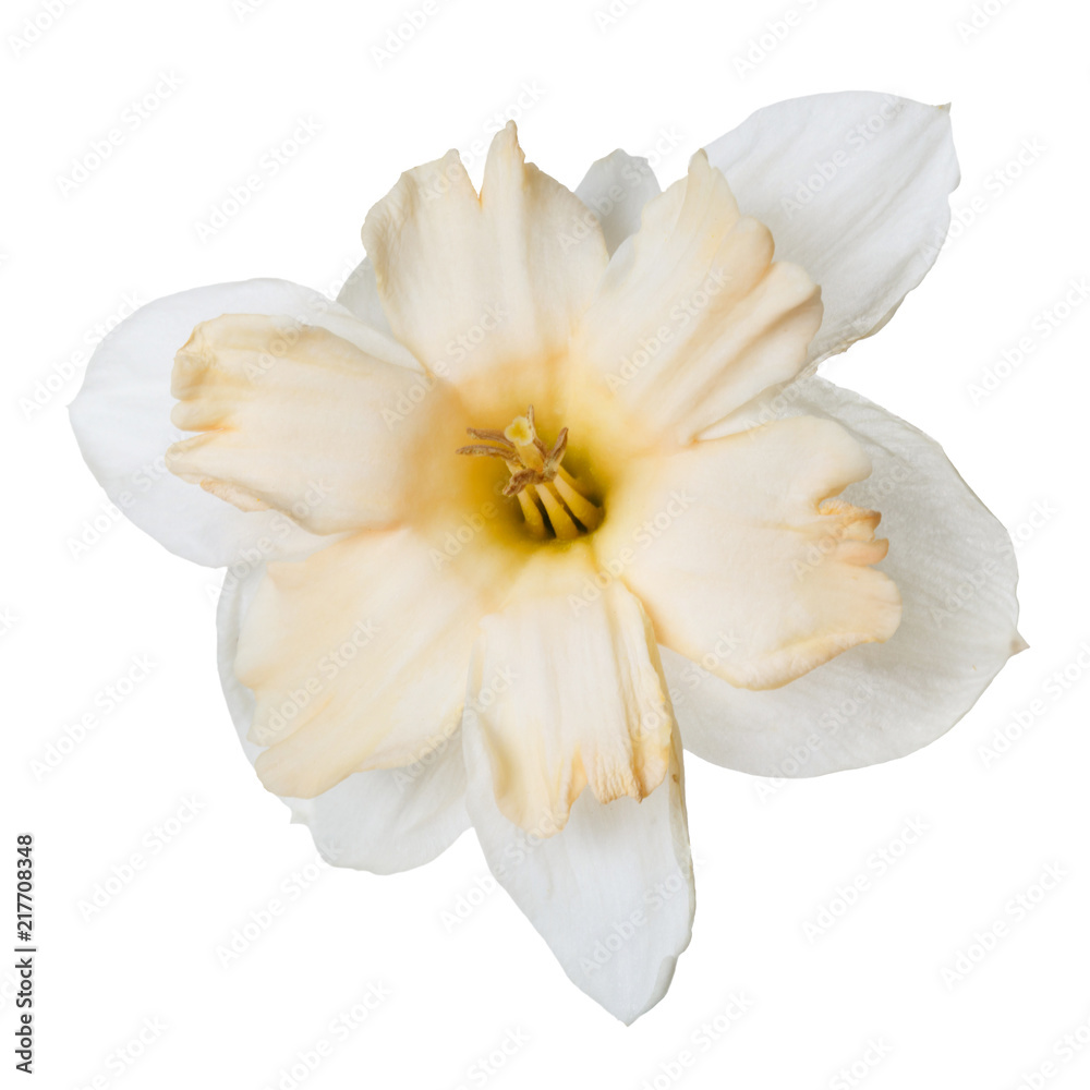 An unusual daffodil flower isolated on white background.